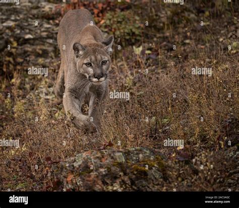 Mountain Lion In Fall Colors Stock Photo Alamy