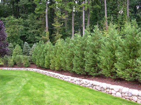 A fast growing privacy tree, the green giant arborvitae creates a seamless tree fence along your property line thanks to their growth rate of three to five feet a year and the mature height of 30 to 40 feet. Best Trees and Plants for Privacy | Truesdale Landscaping