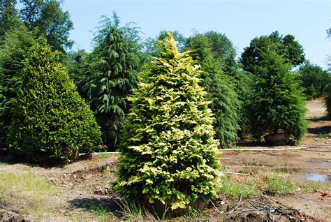 Specialty Conifers Planters Choice