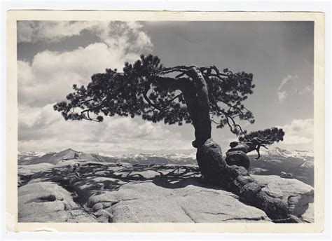 Ansel Adams 1902 1984 Jeffrey Pine Sentinel Dome Yosemite