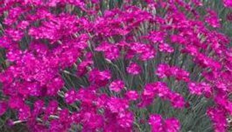 Dianthus Neon Star Perennial Plant Sale Bloomin Designs Nursery