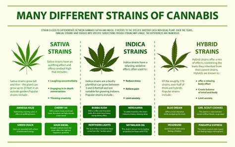 Many Different Strains Of Cannabis Horizontal Infographic Stock