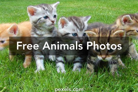 1000 Beautiful Animals Photos Pexels · Free Stock Photos