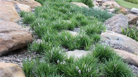 Liriope Muscari ‘isabella Grasses Garden Front Yard Plants Drought