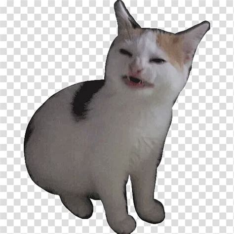 Your request has been filed. Whiskers Meme Japanese Bobtail, meme transparent ...