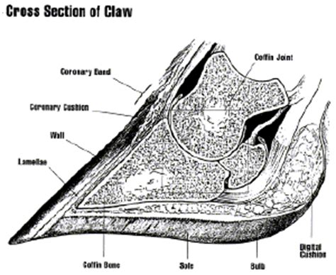 Whereas a long bone has only one layer of compact bone (see fig 1). Rural Heritage - Ox Hoof Anatomy