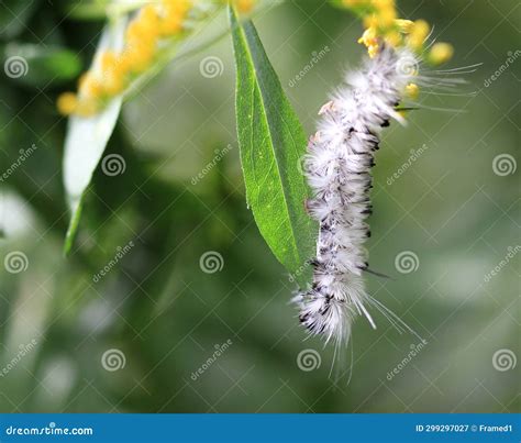 Hickory Tussock Moth Caterpillar Hanging Stock Image Image Of Detail
