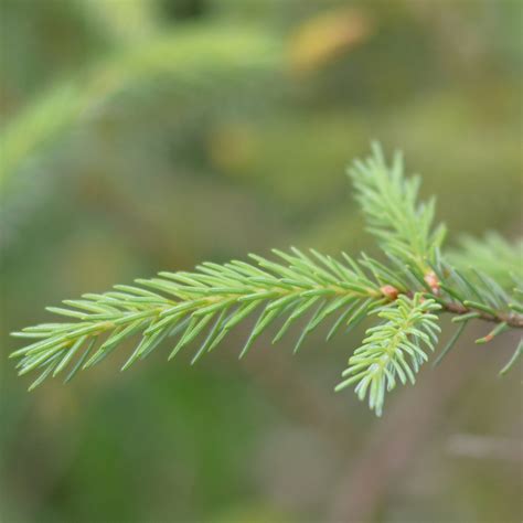 Black Spruce Ontarioca