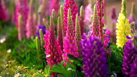Colorful Lupine Flowers Hd Flowers Wallpapers Hd Wallpapers Id 61385