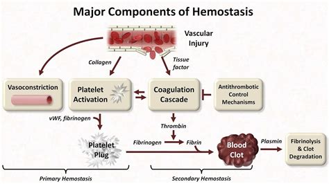 Hemostasis And Haemostasis Process