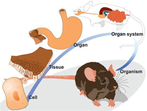 Organization Of Living Things Read Biology Ck 12 Foundation