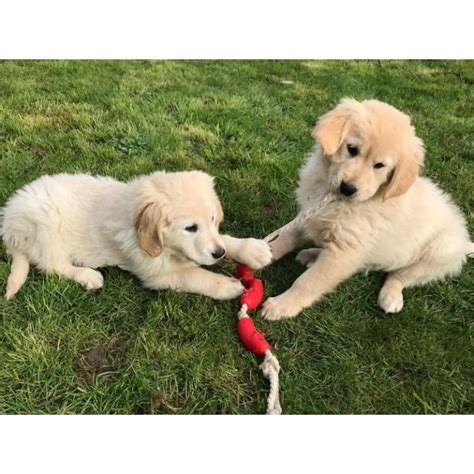 Goldens who are not allowed to interact with their people can the breeders listed on this site do not cut corners breeding and raising their puppies. Pure Bred Golden Retriever Pups in Agoura Hills ...