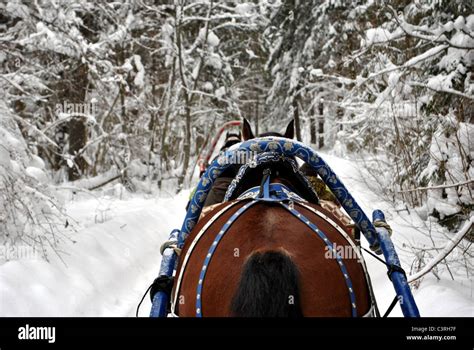 One Horse Open Sleigh Ride In The Woods Stock Photo Alamy