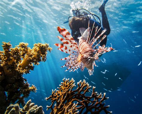 Red Sea Lionfish Scuba · Free Photo On Pixabay