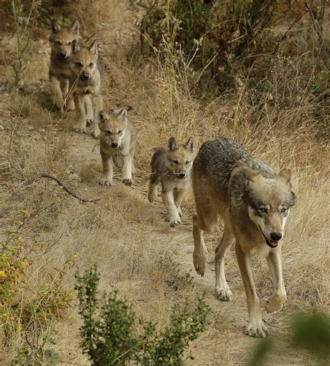 Californias Newest Gray Wolf Pack Spotted In Tulare County Kqed