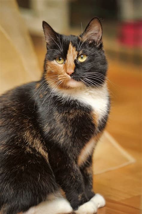 Tricolor Cat Stock Photo Image Of Face Feline Affectionate 40088822