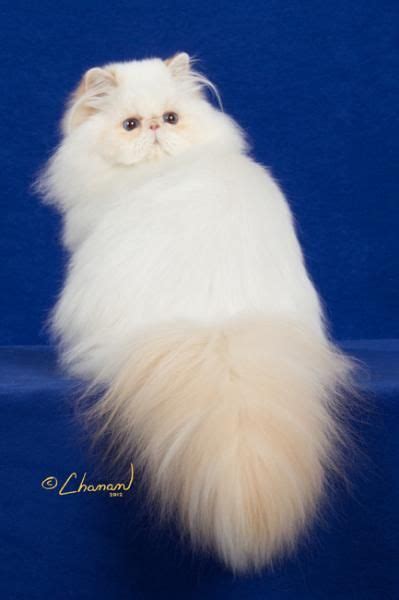 Most Beautiful Persian Cat In The World Become Great E Zine Portrait