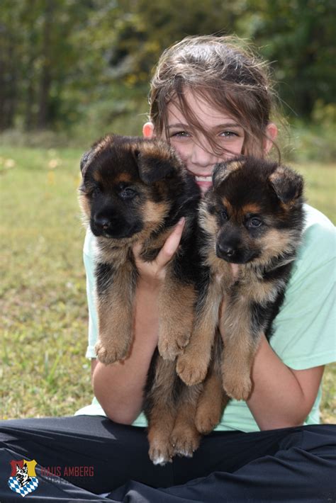 Sold Top Quality Female Puppy Akc Papers German Shepherd Breeder
