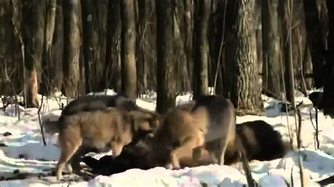Radioactive Animals In Chernobyl Mutations Full Documentary Youtube