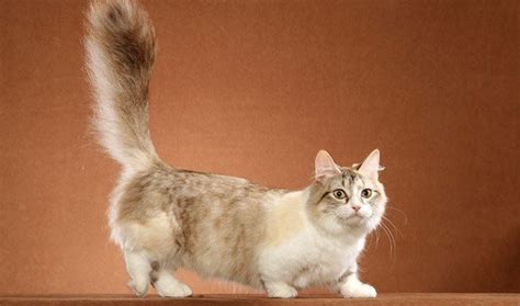 Minuets, are dwarf kittens, a cross between persian and munchkin and they have the best of both breeds. Munchkin Cats: Everything You Need to Know About the Breed