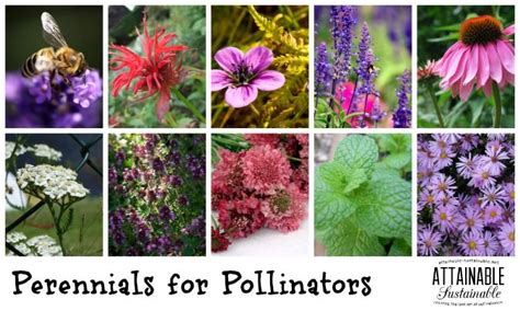 Maybe you would like to learn more about one of these? Flowers that Attract Bees for the Best Pollinator Garden ...
