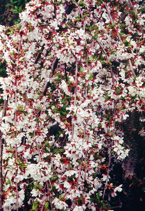 Cherry Prunus Snow Showers Photograph By Mrs W D Monksscience