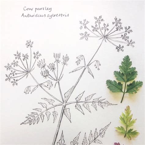 Emma Mitchell On Twitter Cow Drawing Plant Tattoo Cow Parsley