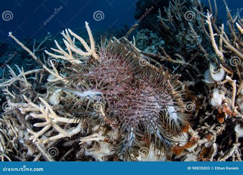 Crown Of Thorns Sea Star Feeding Stock Image Image Of Climate Change