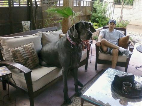 George Is The Worlds Biggest Dog | Puppies Dogs Cats Birds And Others