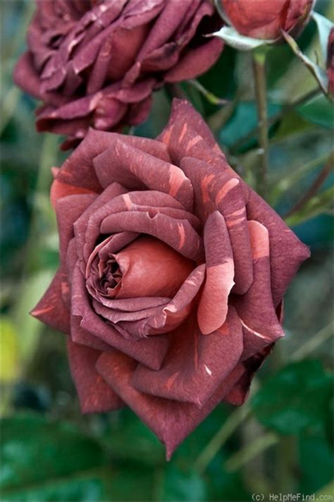 10 Most Beautiful Roses