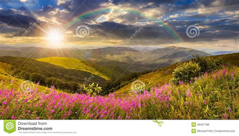 Wild Flowers On The Mountain Top At Sunset Stock Photo Image Of Cloud