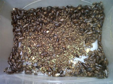 Fans from all over the world have translated the game into their native language. SW England Large Dubia Roach Colony (2000+) ready to sell ...
