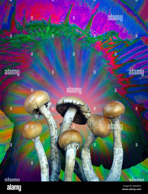 Psilocybe Cubensis Hallucinogen Magic Mushroom Hi Res Stock Photography