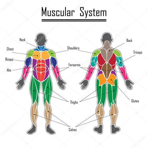 Diagram Of All Muscles In Body Muscle Diagram Free Large Images