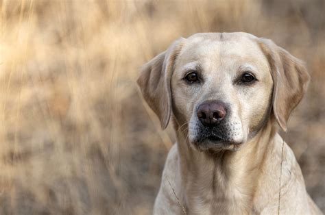 See more ideas about funny memes funny mems and hilarious memes. Could one small tick put your dog in big danger? - PetMeds ...