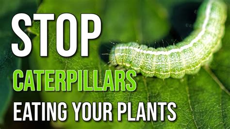 Easy Ways To Kill Caterpillars Organic Tips To Killing Garden Pests Insects Youtube