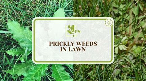 Prickly Weeds In Lawn Tackle Them Before It Is Too Late Evergreen Seeds
