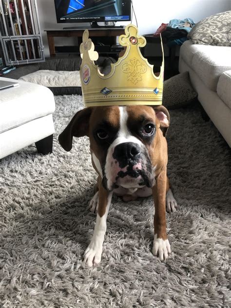 Psbattle Boxer Dog Wearing A Burger King Crown Dog Wear Boxer Dogs