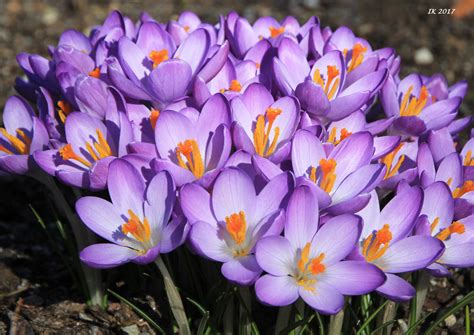 In deutschland und auf der gesamten nordhalbkugel beginnt der kalendarische frühling allerdings erst am samstag, den 20. Frühlingsanfang Foto & Bild | jahreszeiten, frühling ...