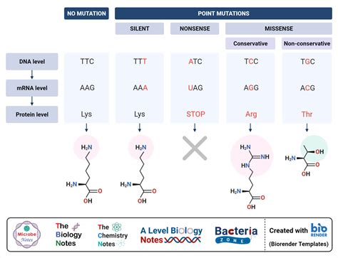 Point Mutations Chart