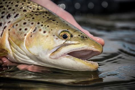 German Brown Trout In Montanas Madison Photograph By Jess McGlothlin