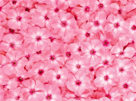 Fondos De Pantalla Rosa Color Naturaleza Descargar Imagenes