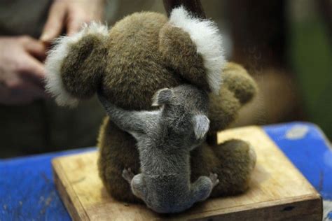 German Zoo Shows Off Its Baby Koala With Images Baby