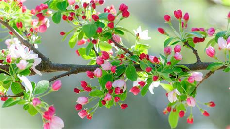 Fonds Décran Fleurs De Cerisier Rose Brindilles Arbre Printemps