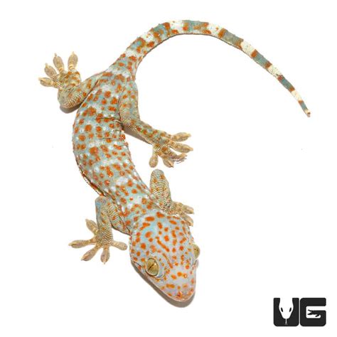 Tokay Gecko Gekko Gecko Petco Ph