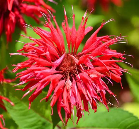 14 Most Beautıful Red Flower Varıetıes Thıs Season