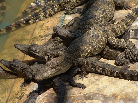 Siamese Crocodile Endangered Animals Critically Endangered Species