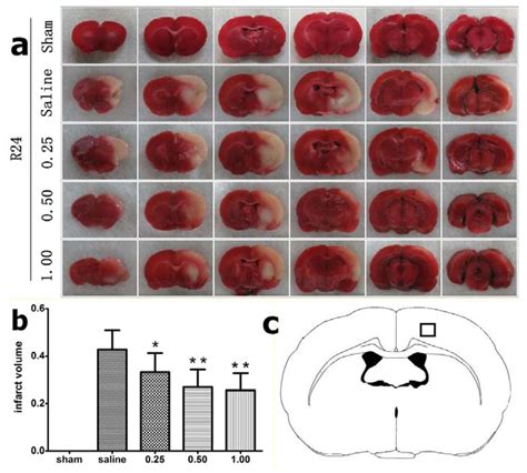 Ijms Free Full Text Dose Dependent Protective Effect Of