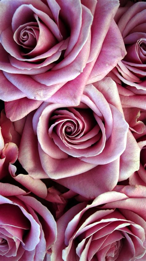 Nature Wallpaper Iphone Flowers Pink Roses Nature