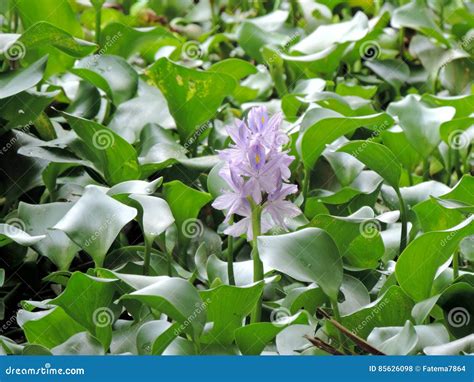 Water Hyacinths Growing In The Backwaters Of Kerala India Stock